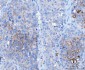 Anti-Desmoglein 2/DSG2 Antibody Picoband™ (monoclonal, 2B4D1)